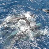 La sororité des cachalots femelles