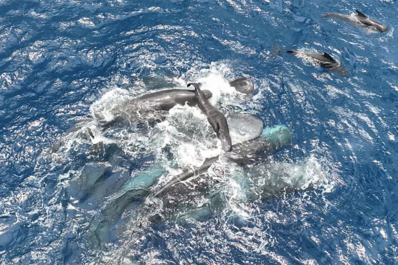 La sororité des cachalots femelles