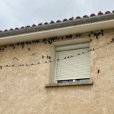 À Toulouse, bonjour les hirondelles