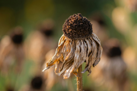 Canicule, sécheresse : changer de modèle agricole